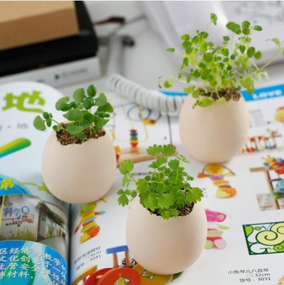 Mini Egg plant for children's day teacher's day birthday Xmas Gift