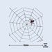Halloween Spider Webs & Props