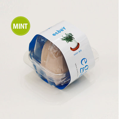 Mini Egg plant for children's day teacher's day birthday Xmas Gift