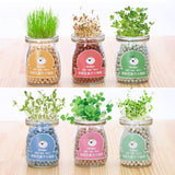 Mini Glass Jar plant